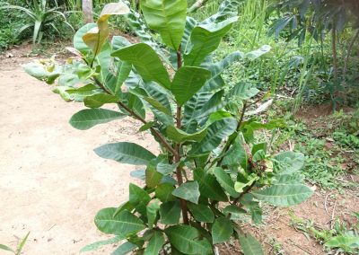 Cashewbomen aanplanten